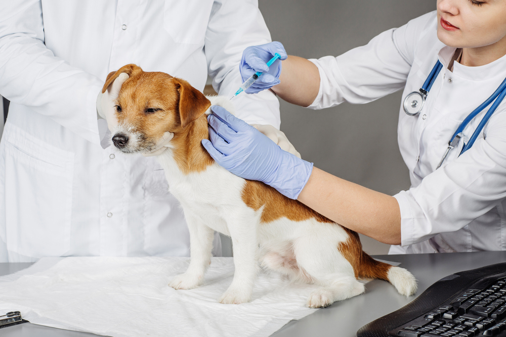 Dog getting an injection
