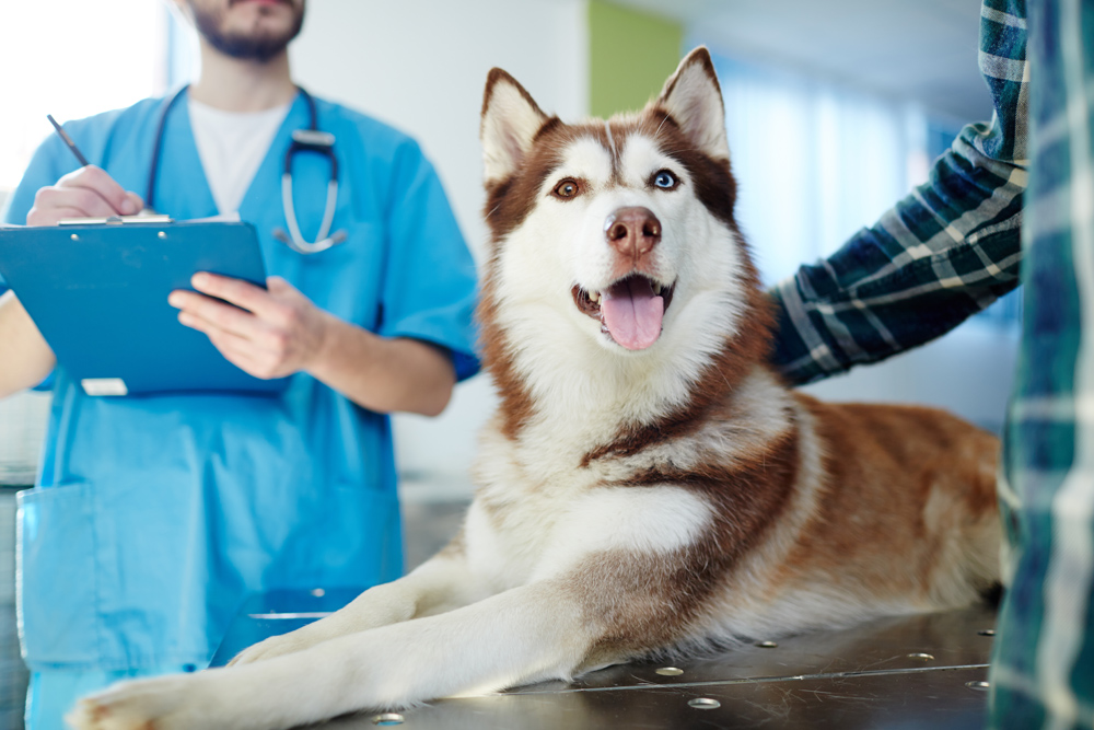 Pet Medical Services | Veterinarian in Helena, Montana | Valley Veterinary  Hospital of Helena